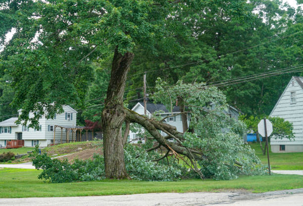 Best Utility Line Clearance  in Forrest, IL